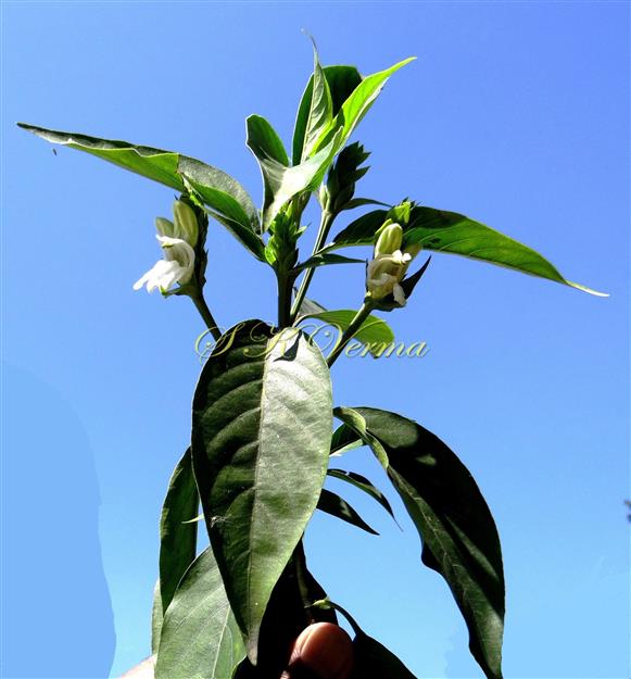  Flowering shoot